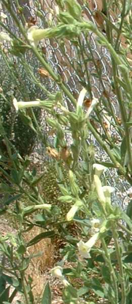  Nicotiana obtusifolia 