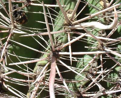  Ferocactus wislizeni