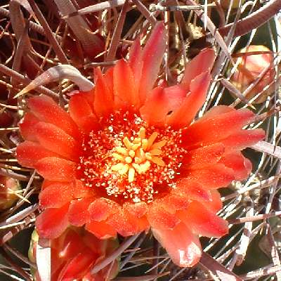  Ferocactus wislizeni