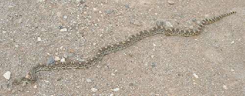  Gopher snake