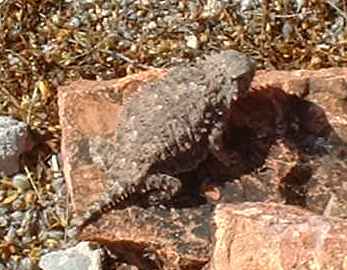  Desert horned lizard