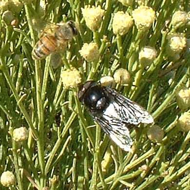  Volucella mexicana