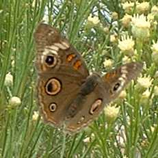  Junonia coenia