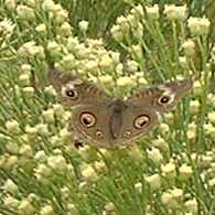  Junonia coenia