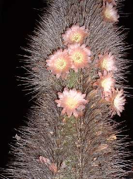  Lophocereus schottii v.schottii