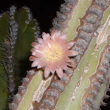  Lophocereus schottii v.schottii