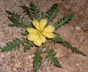  Oenothera primiveris