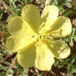  Oenothera primiveris