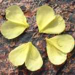  Oenothera primiveris