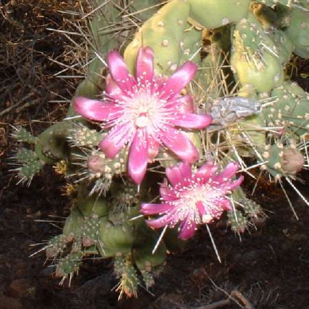  Cylindropuntia fulgida var. fulgida