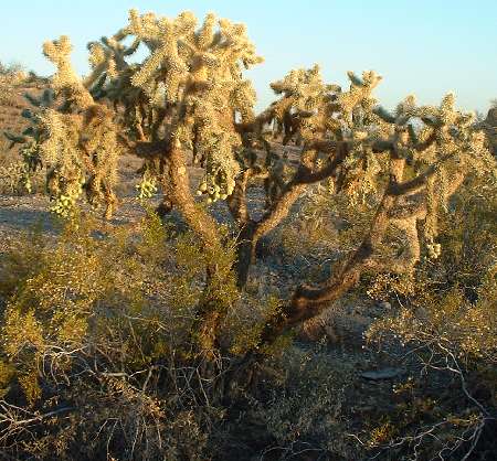  Cylindropuntia fulgida var. fulgida