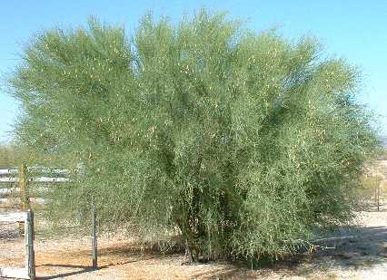  Parkinsonia florida 