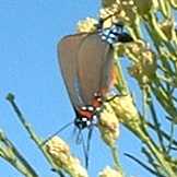  Atlides halesus