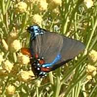  Atlides halesus