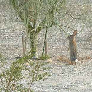  Desert cottontail