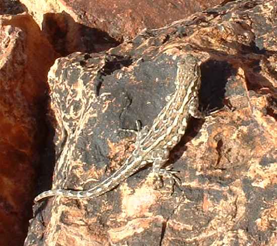  Side-blotched lizard