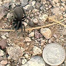  Kukulcania hibernalis