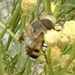  Volucella isabellina