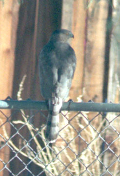  Coopers hawk (adult)