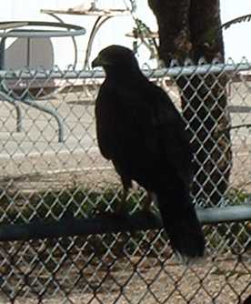  Harris's hawk