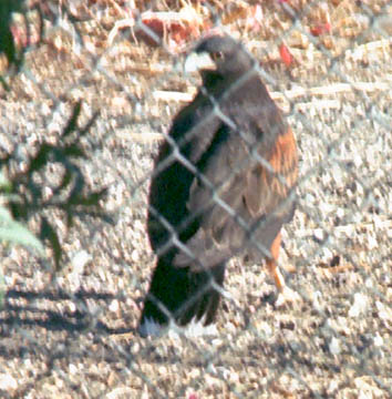  Harris's hawk