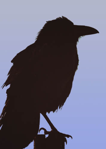  Common raven