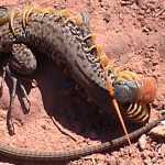 centipede battles lizard