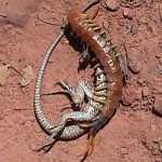 centipede battles lizard