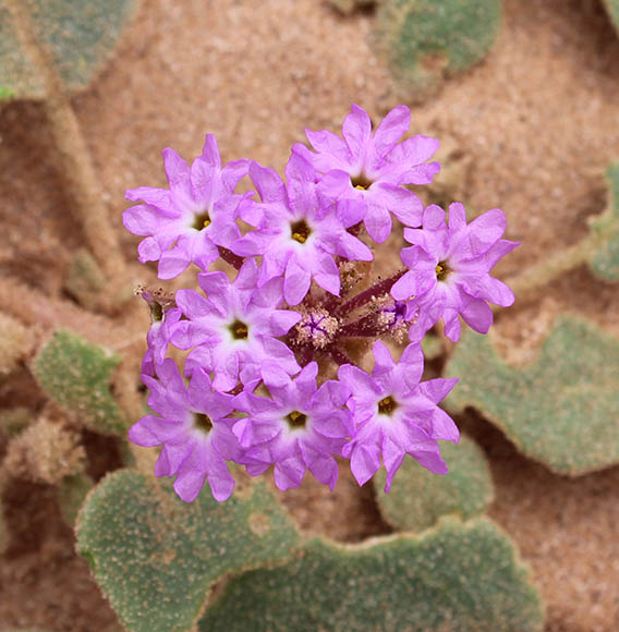  Abronia villosa