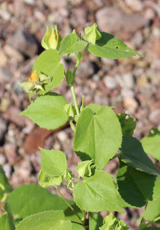  Abutilon abutiloides