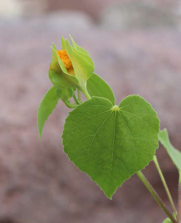  Abutilon abutiloides