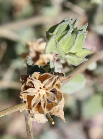  Abutilon abutiloides