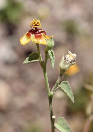  Abutilon incanum