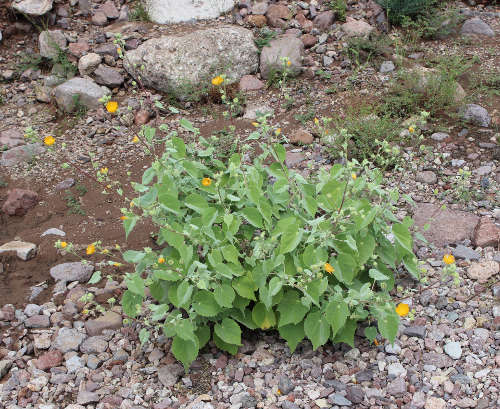  Abutilon palmeri