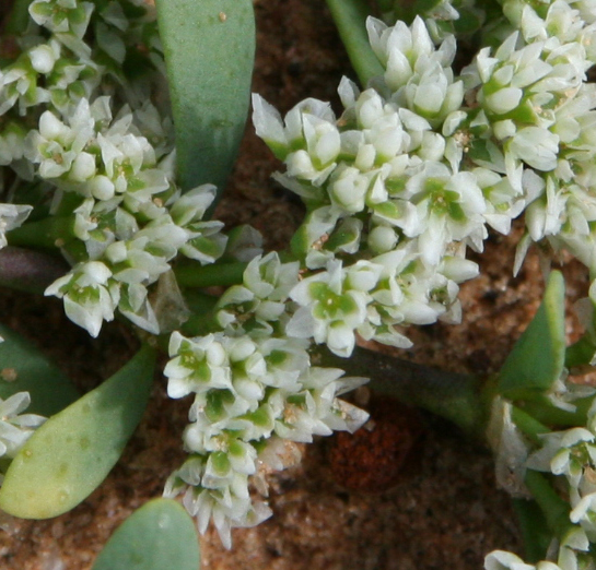  Achyronychia cooperi