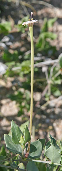  Acleisanthes longiflora