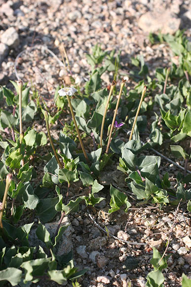  Acleisanthes longiflora