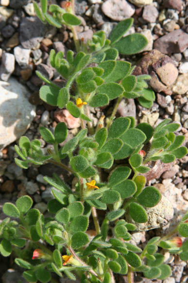  Acmispon brachycarpus