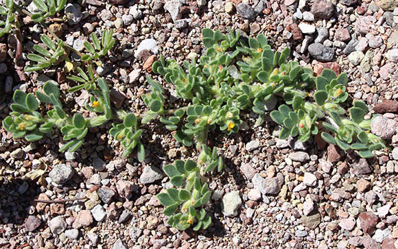  Acmispon brachycarpus