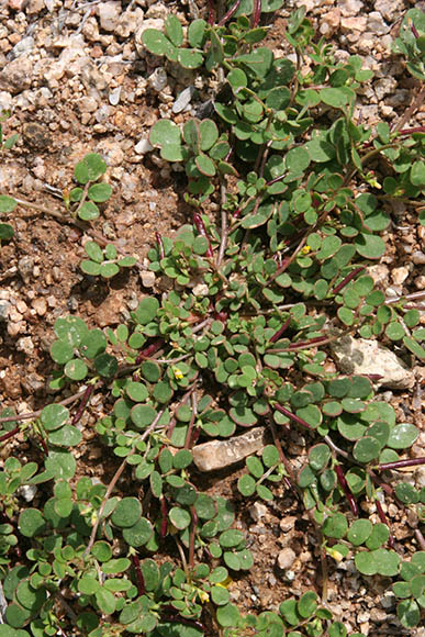  Acmispon maritimus v.brevivexillus