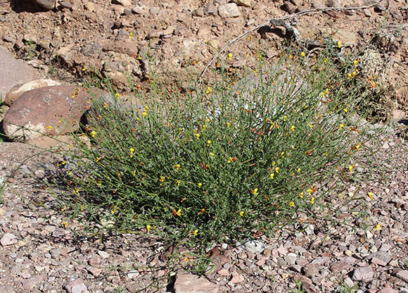  Acmispon rigidus (Bentham) Brouillet