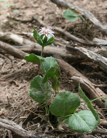  Acourtia nana