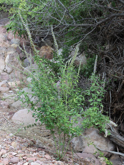  Agastache wrightii (Greenman) Wooton & Standley