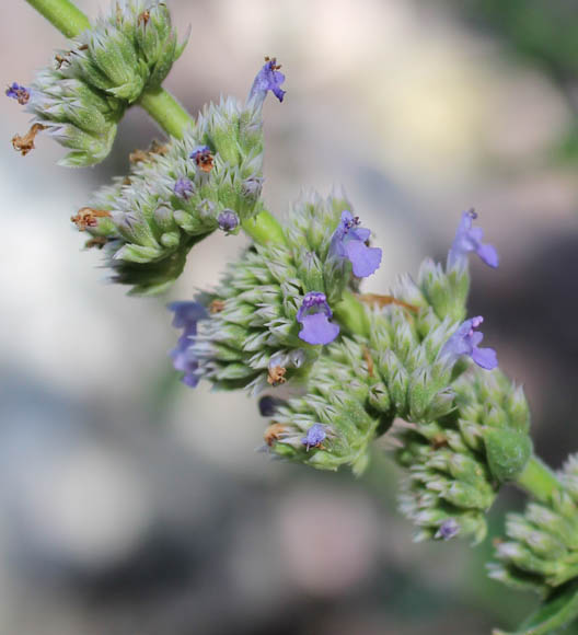  Agastache wrightii (Greenman) Wooton & Standley