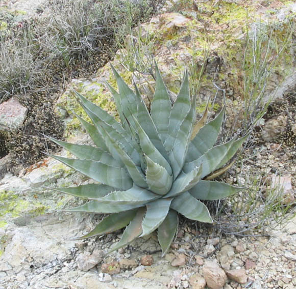  Agave deserti ssp.simplex