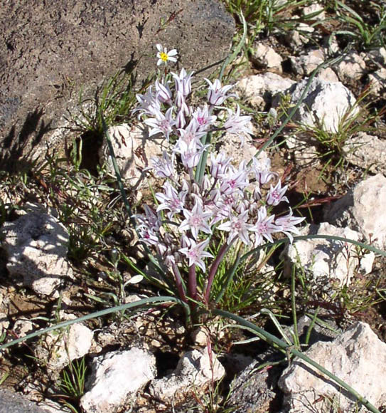  Allium macropetalum