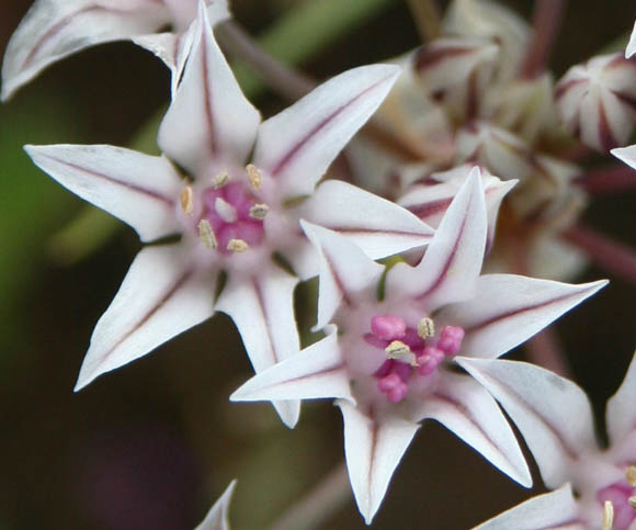  Allium macropetalum