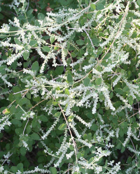  Aloysia wrightii