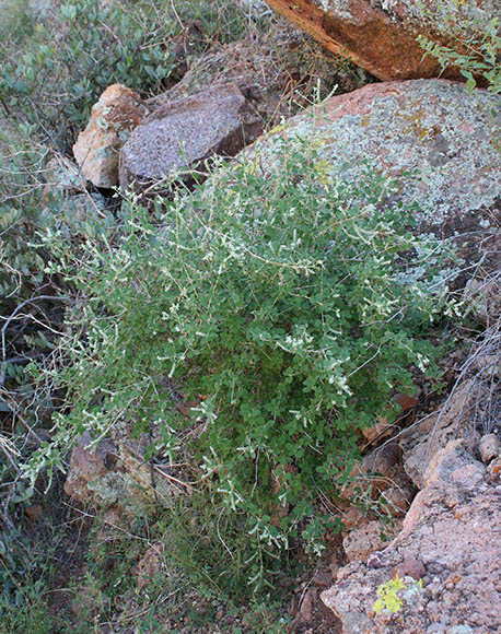  Aloysia wrightii