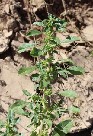  Amaranthus crassipes